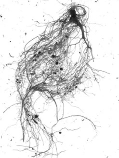GrowLab® Compact 3-Tier Light Garden With Classroom Guide 9 GrowLab® Compact 3-Tier Light Garden With Classroom Guide -Indoor Oasis Supplies gstrootscan 01 1
