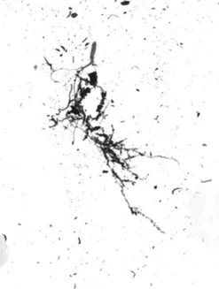 GrowLab® Compact Tabletop Light Garden With Classroom Guide -Indoor Oasis Supplies gstrootscan 02